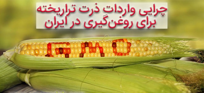 ۸۹درصد محصولات کشاورزی دنیا «غیرتراریخته» است/ چرایی واردات ذرت تراریخته برای روغن‌گیری در ایران