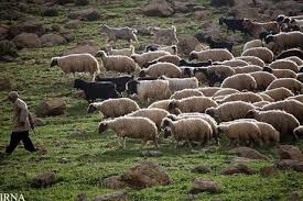 گوسفندداری و کشاورزی