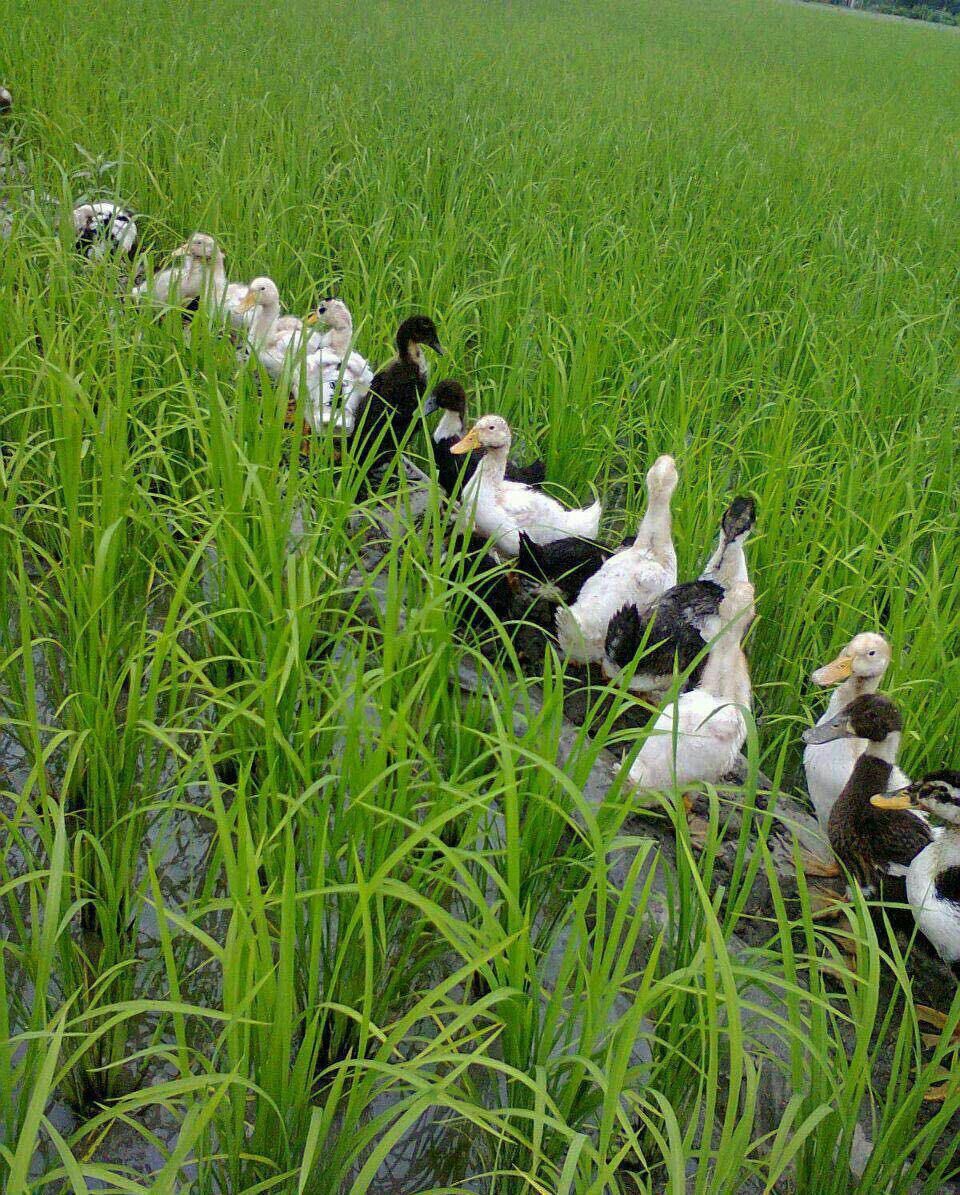 همکاری اردک‌ها با شالیکاران برای تولید برنج