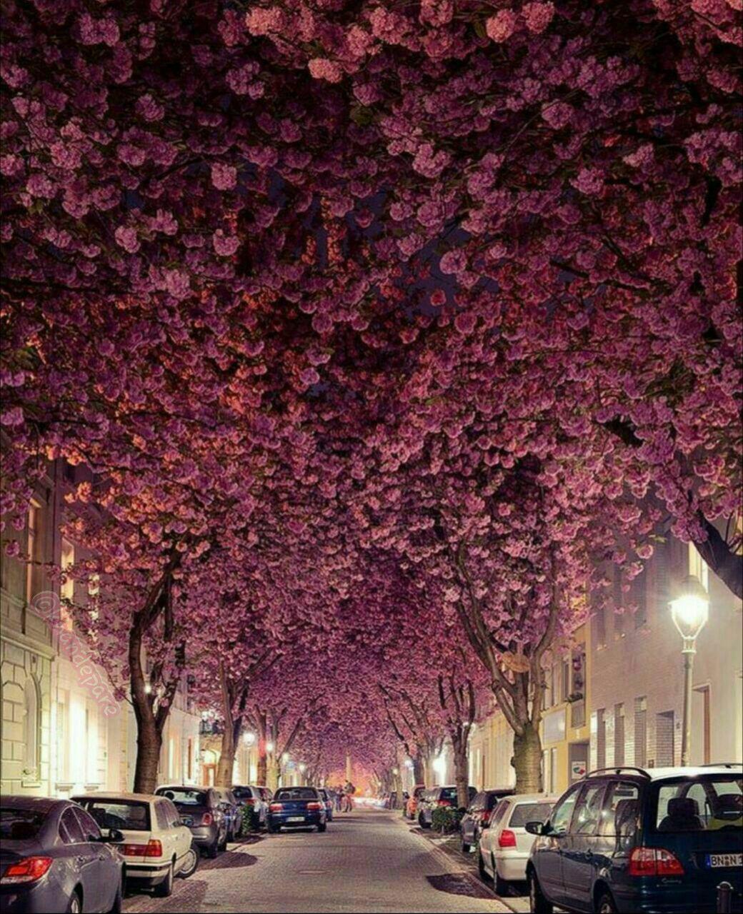 خیابانی سرپوشیده از گل در بن آلمان