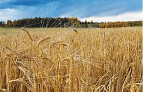 ۲۲ بوته گندم از بذر تراریخته در یک مزرعه در ایالت واشنگتن