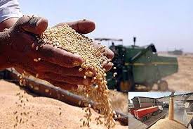 حذف خرید تضمینی گندم از سوی دولت ضربه به تامین پایدار مواد غذایی است