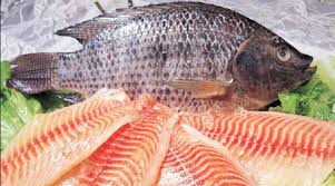 مضرات ماهی تیلاپیلا