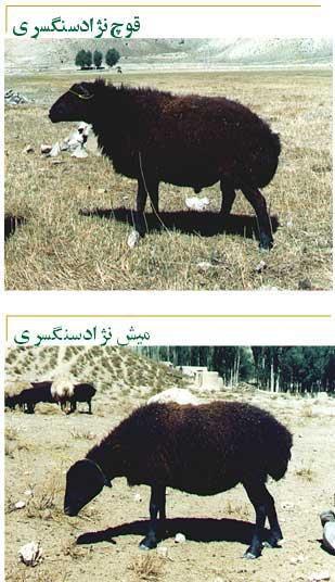 گوسفند نژاد سنگسری در معرض انقراض است !!