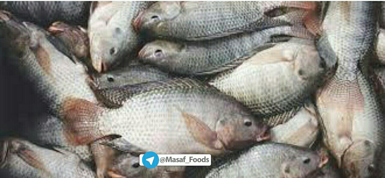 فعلاً خبری از ممنوعیت واردات ماهی تیلاپیلا نیست