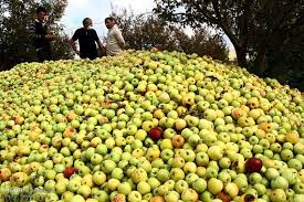 به همت کارآفرین سمیرمی ۳۰۰۰ لیتر سرکه سیب از ۵ تن سیبی که قابلیت دورریز شدن داشت تولید شد