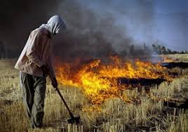 سوزانندگان بقایای محصولات کشاورزی در اردبیل