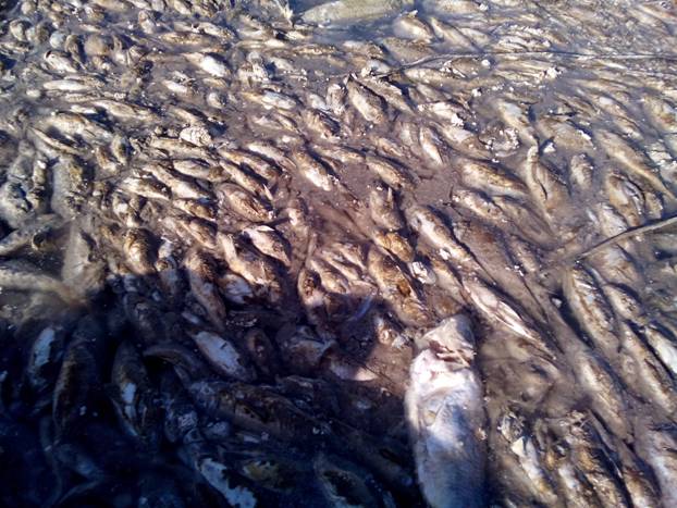 علت مرگ و میر ماهیان رودخانه «گاماسیاب» اعلام شد