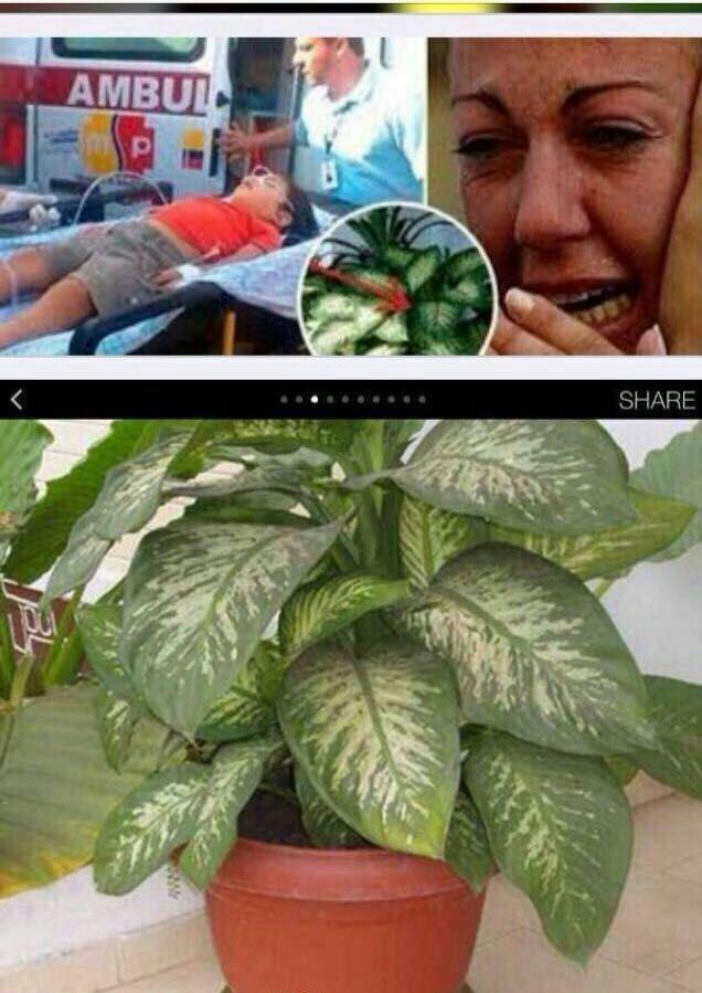 گیاه بسیار سمی و خطرناک
