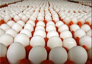 تأثیر ناکارآمدی دامپزشکی و صندوق بیمه در گرانی قیمت تخم‌مرغ