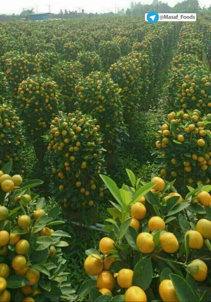 یک باغ پر بار نارنگی در سرزمین‌های قدس اشغالی