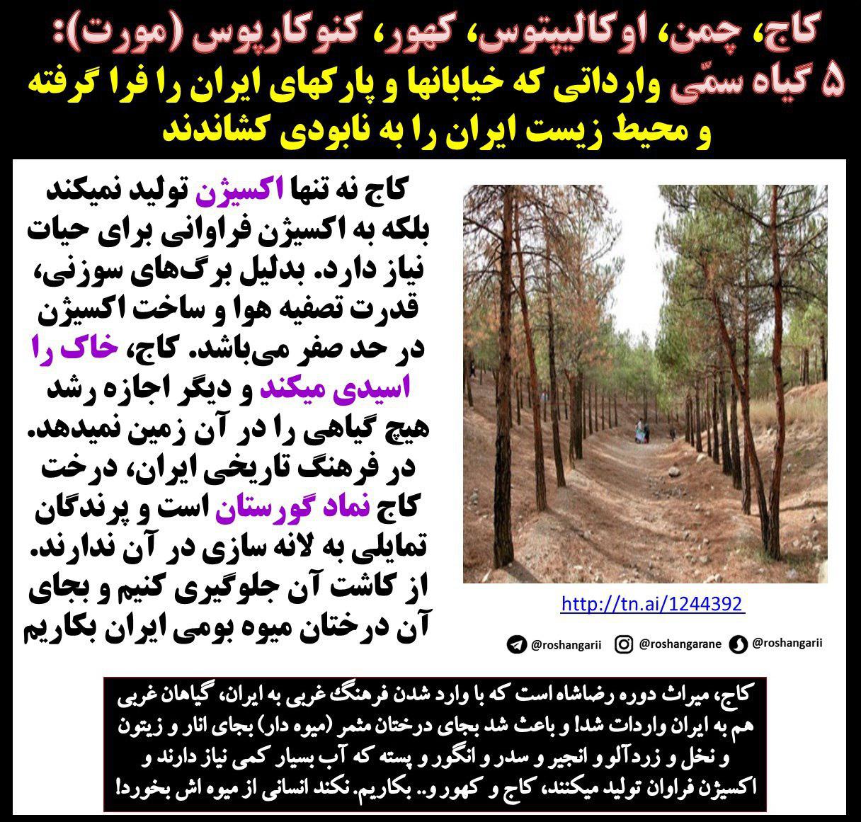 ۵ گیاه سمی و نابود کننده محیط زیست ایران