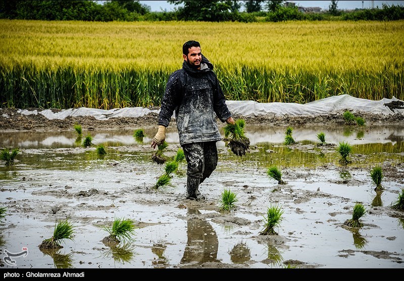پشت‌پرده تلاش برای کشت “برنج تراریخته” در ایران چیست؟