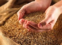 کیفیت گندم های تولیدی کردستان از نمونه‌های وارداتی بالاتر است