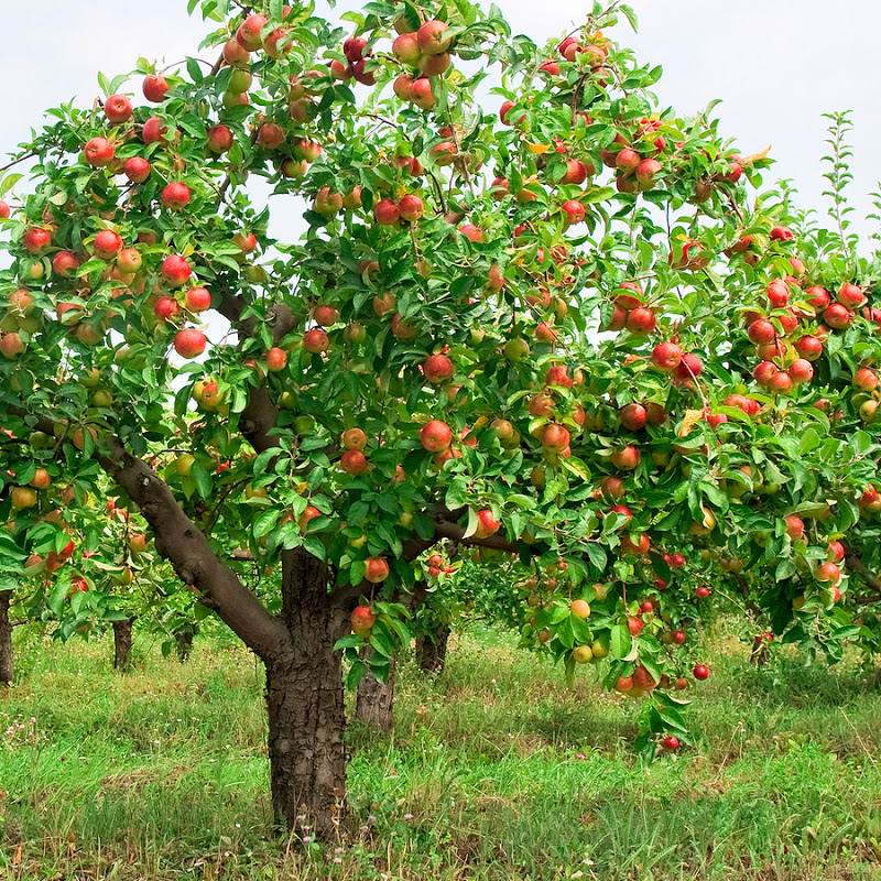 نکته های شنیدنی : درخت سیب کیفیت نشاندن و پرورش و تناسب پیوند آن / بخش اول