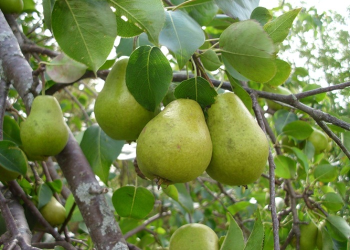 نکته های شنیدنی : درخت امرود کیفیت نشاندن و پرورش و تناسب پیوند آن