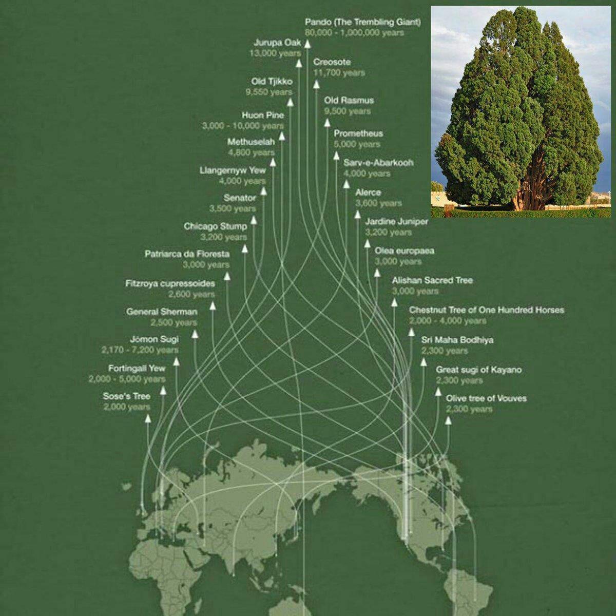 درخت سرو ابرقو در یزد با عمر بیش از ۴ هزار سال