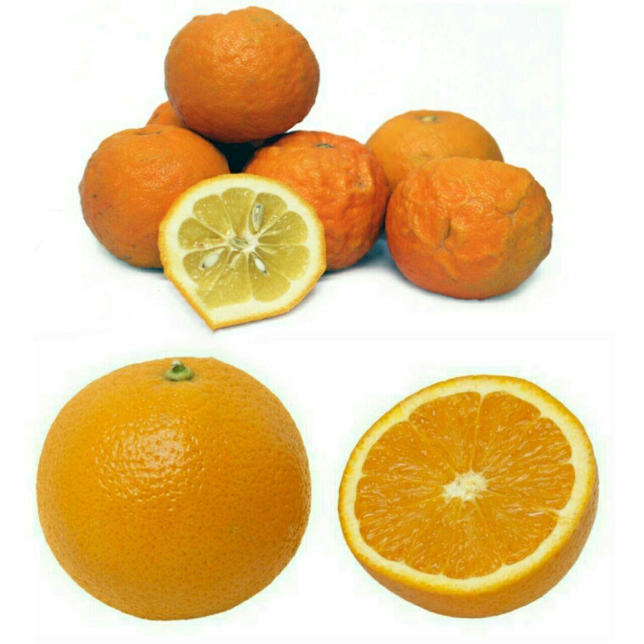 ارتباط نارنج و پرتقال