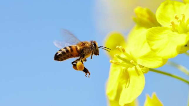 پس از کشف سم گلایفوسیت در عسل، زنبورداران فرانسوی از کمپانی بایر (مونسانتو) شکایت کردند 