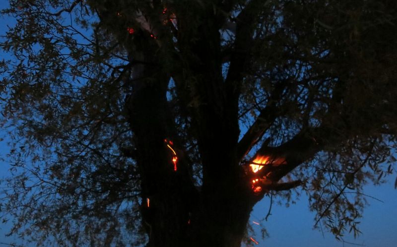 کهنسال ترین درخت نیر در آتش سوخت
