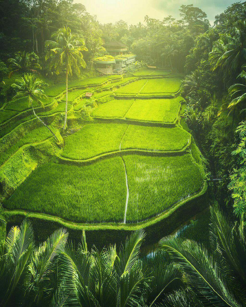 مزارع زیبای جزیره توریستی بالی اندونزی