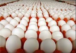 توان تولید سالانه یک میلیون تن تخم مرغ را داریم