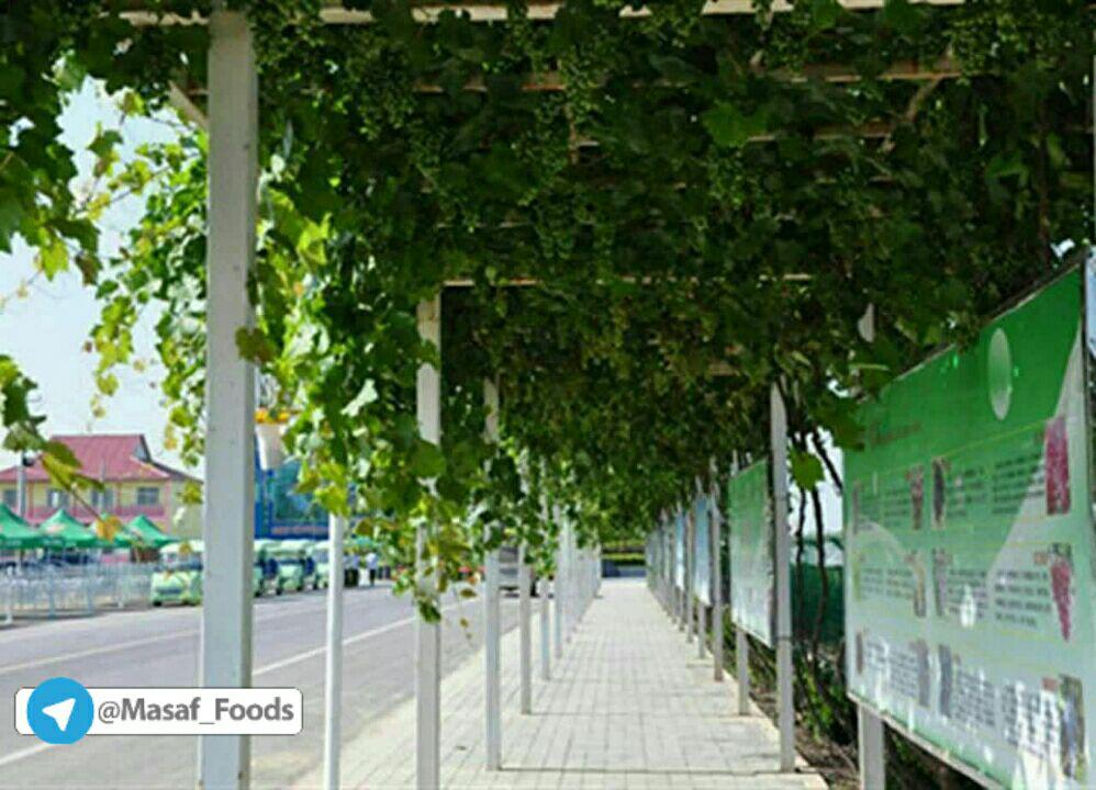 ️کاشت درختان میوه در خیابان های چین