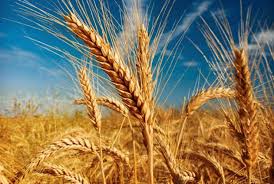 عده‌ای می‌خواهند گندم در کشور تولید نشود
