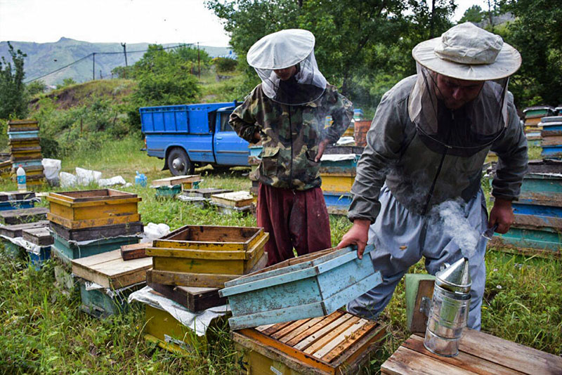 تولید عسل دارویی مازندران کاهش یافت