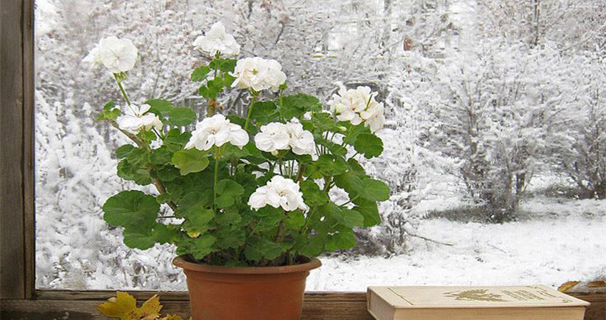 چندنکته مهم در نگهداری از گیاهان در فصل سرما
