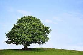 در معرفت درخت نشاندن واحوالی که تعلق به اشجار دارد