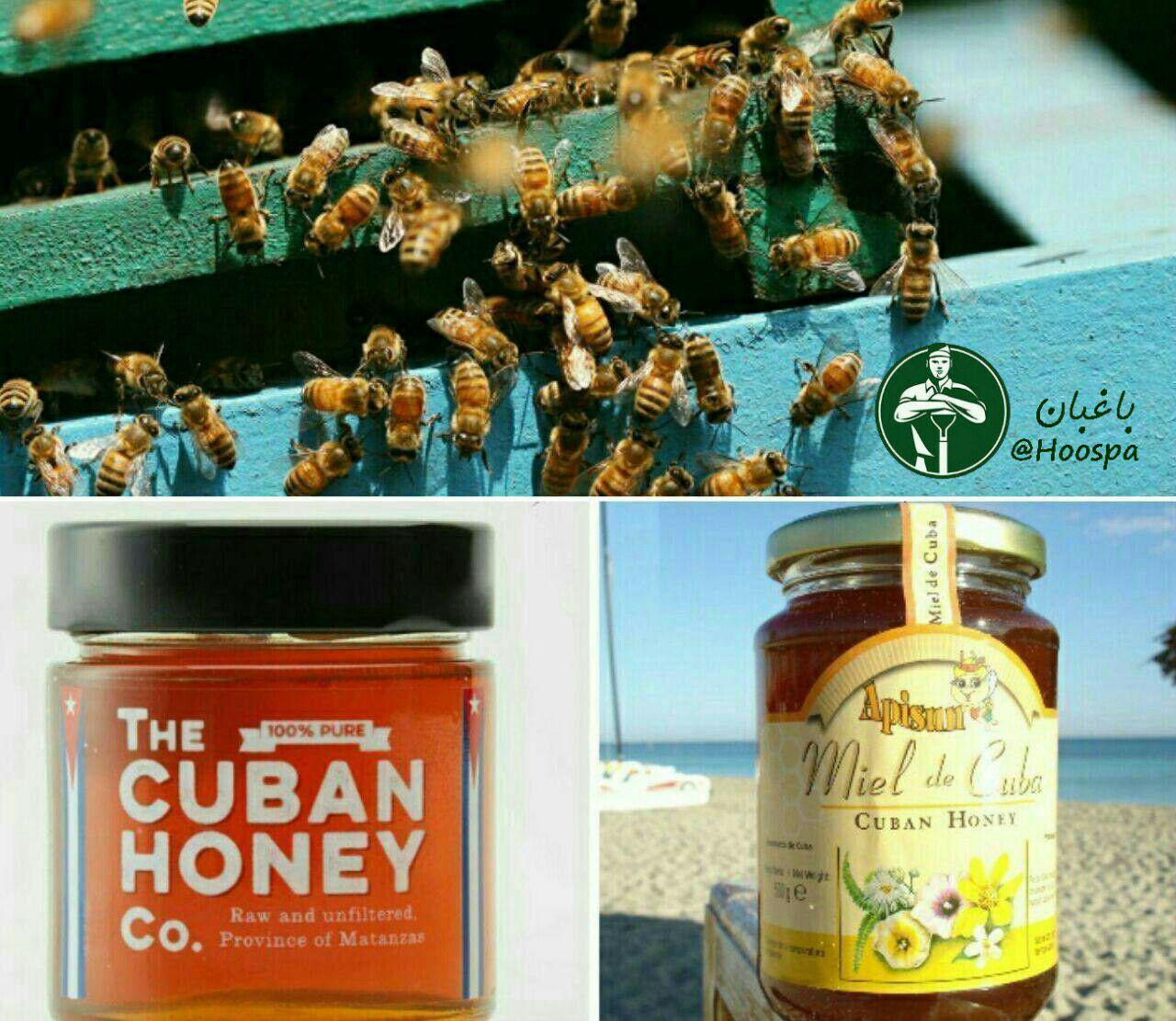با کیفیت ترین عسل دنیا