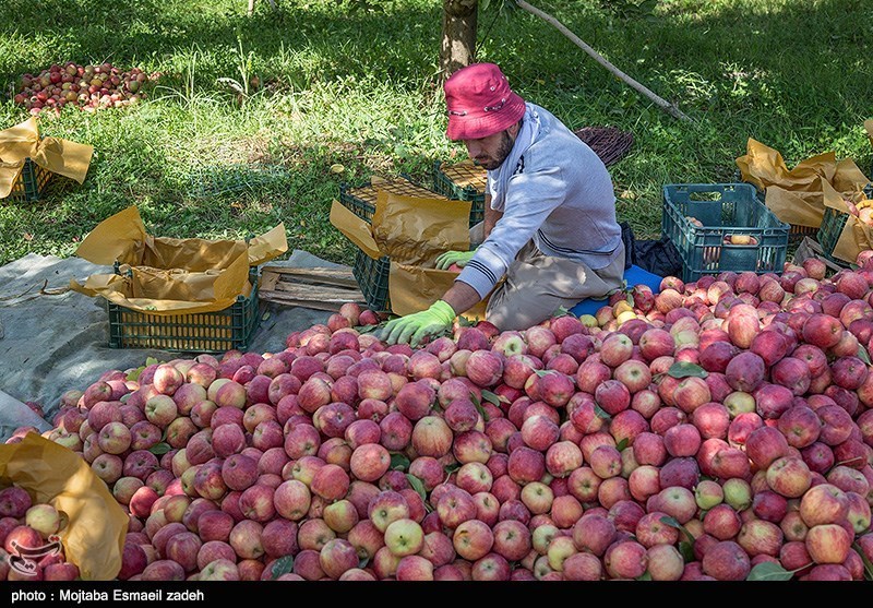 ایران چهارمین تولیدکننده سیب در جهان است