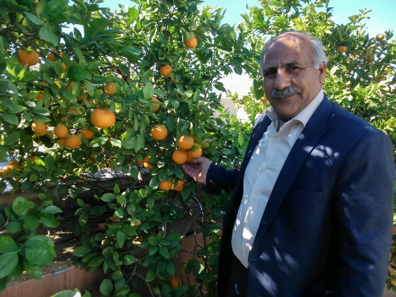 شهروند کازرونی پشت‌بام خانه‌اش را باغ مرکبات کرد