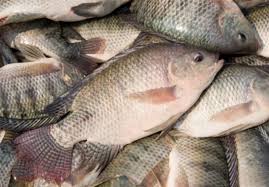 چرا ماهی تراریخته تیلاپیا خطرناک است؟