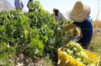 افزایش ۱۰ برابری برداشت انگور با حمایت بسیج سازندگی