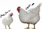 مرغ های صنعتی امروزی را نخورید!!