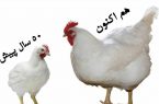 مرغ های صنعتی امروزی را نخورید!!