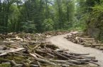 تخریب فاجعه‌بار جنگل های پهنه کلا در ساری 