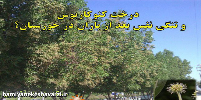 درخت کنوکارپوس و تنگی نفس بعد از باران در خوزستان