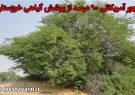 کهور آمریکایی بیش از ۹۰ درصد از پوشش گیاهی خوزستان