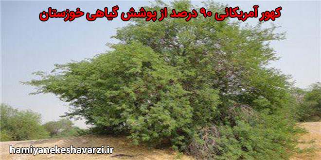 کهور آمریکایی بیش از ۹۰ درصد از پوشش گیاهی خوزستان