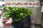 فروش یک گیاه سرطان‌ زا در تهران