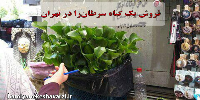 فروش یک گیاه سرطان‌ زا در تهران