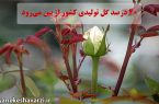 ایران هفدهمین تولیدکننده گل در جهان/ ۴۰ درصد گل تولیدی کشور از بین می‌رود
