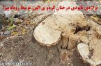 تراژدی نابودی درختان گردو ی البرز توسط روباه پیر!