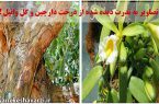 تصاویر به ندرت دیده شده از درخت دارچین و گل وانیل