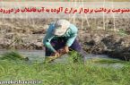 ممنوعیت برداشت برنج از مزارع آلوده به آب فاضلاب در دورود