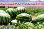 کشاورزان فارس محصول هندوانه خود را در زمین معدوم می‌کنند