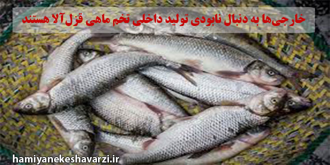 خارجی‌ها به دنبال نابودی تولید داخلی تخم ماهی قزل‌آلا هستند